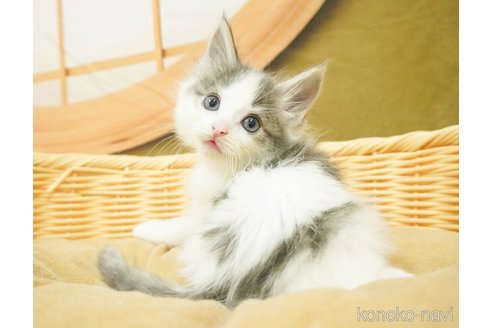 成約済の千葉県のノルウェージャンフォレストキャット-88943の5枚目