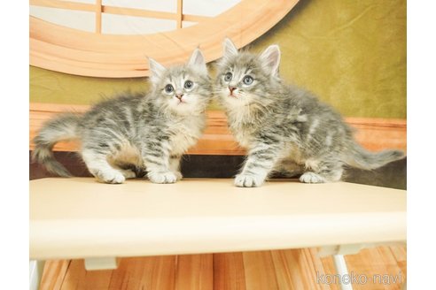 成約済の千葉県のノルウェージャンフォレストキャット-88945の4枚目