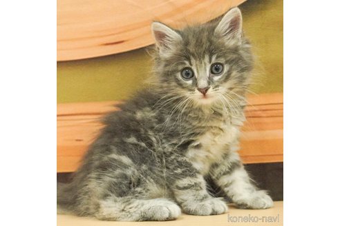成約済の千葉県のノルウェージャンフォレストキャット-88948の1枚目