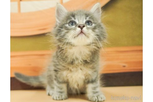成約済の千葉県のノルウェージャンフォレストキャット-88948の5枚目