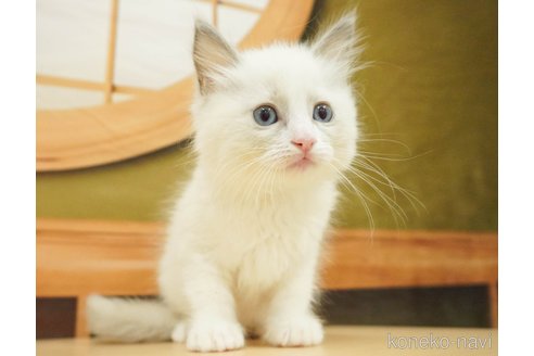 成約済の千葉県のラグドール-88952の5枚目