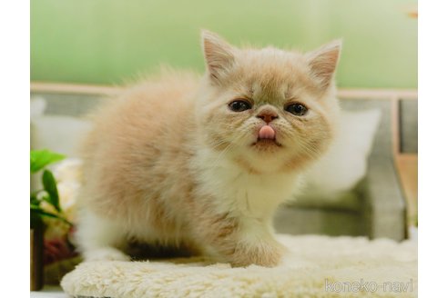 成約済の神奈川県のエキゾチックショートヘア-88958の10枚目