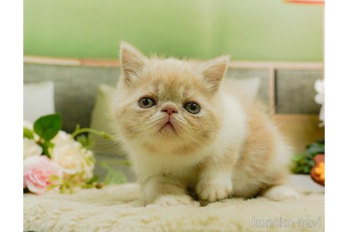 成約済の神奈川県のエキゾチックショートヘア-88958の12枚目