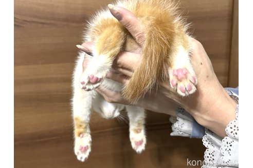 成約済の埼玉県のスコティッシュフォールド-78896の5枚目