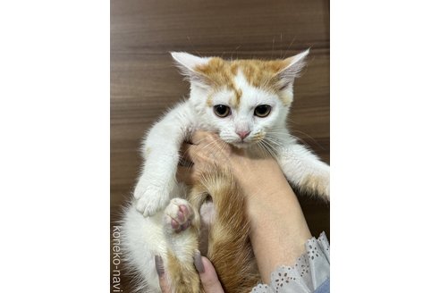 成約済の埼玉県のスコティッシュフォールド-78896の4枚目