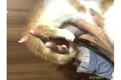 成約済の埼玉県のスコティッシュフォールド-78896の3枚目