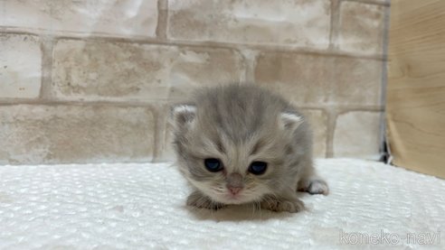 成約済の愛知県のミヌエット-88640の5枚目