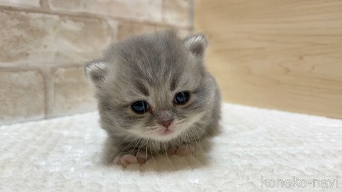 成約済の愛知県のミヌエット(短足)-88642の2枚目