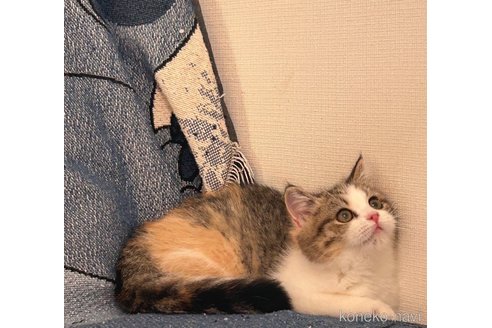 成約済の大阪府のマンチカン-87493の2枚目