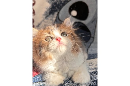 成約済の大阪府のマンチカン-87497の5枚目