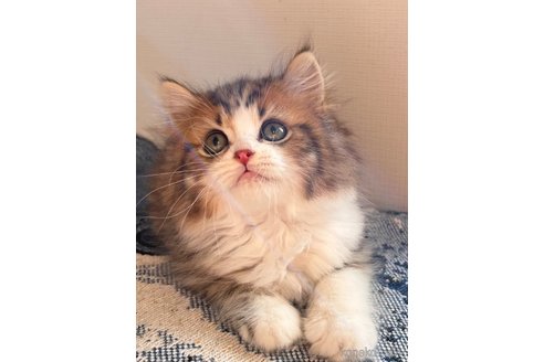 成約済の大阪府のマンチカン-87497の6枚目