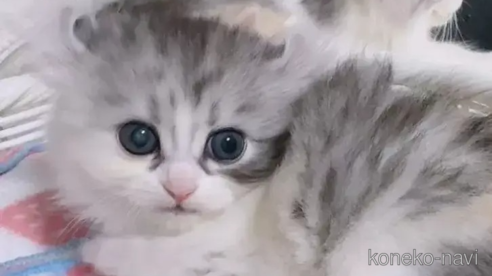 成約済ののキンカロー-88981