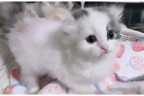 成約済の京都府のキンカロー-88982の2枚目