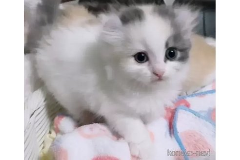 成約済の京都府のキンカロー-88982の5枚目