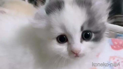 成約済の京都府のキンカロー-88982の1枚目