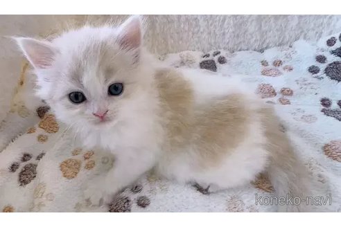 成約済の京都府のマンチカン-88983の2枚目