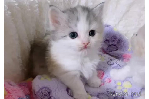 成約済の京都府のマンチカン-88984の2枚目