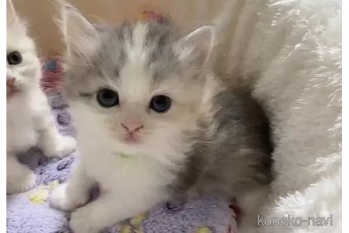 成約済の京都府のマンチカン-88984の5枚目