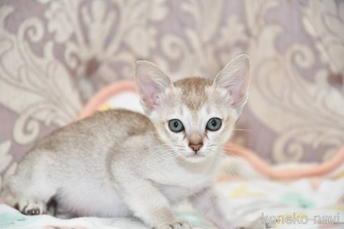 成約済の宮城県のシンガプーラ-88985の3枚目