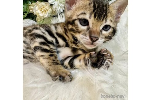 成約済の愛媛県のベンガル-89046の7枚目