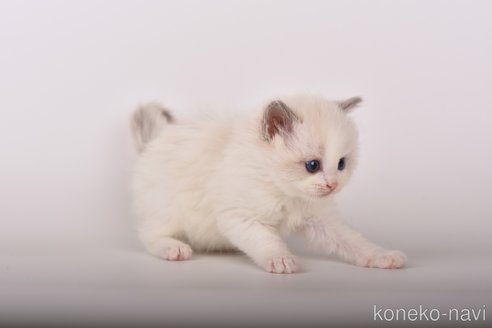成約済の山梨県のラグドール-89075の4枚目
