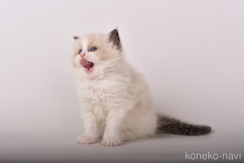成約済の山梨県のラグドール-89076の1枚目