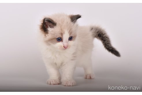 成約済の山梨県のラグドール-89078の2枚目