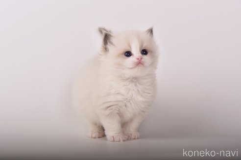 商談中の山梨県のラグドール-89079の4枚目