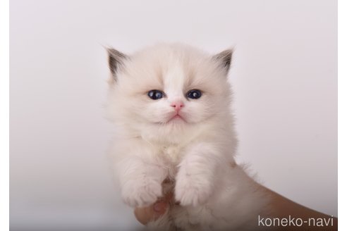 商談中の山梨県のラグドール-89079の5枚目