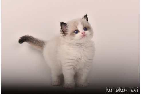 成約済の山梨県のラグドール-89080の1枚目
