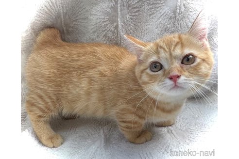 成約済の鹿児島県のキンカロー-89082の2枚目