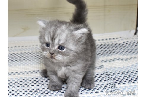 成約済の愛知県のサイベリアン-89105の5枚目