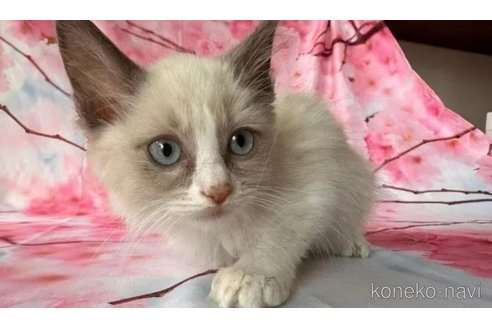 成約済の群馬県のラグドール-89095の4枚目
