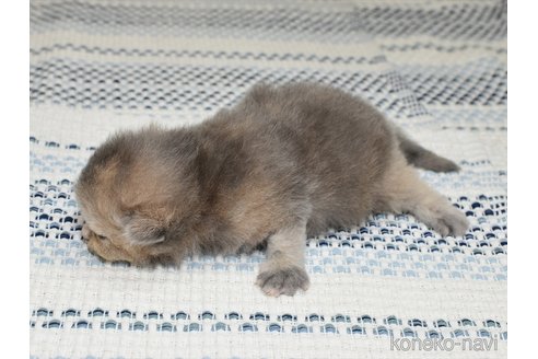 成約済の愛知県のサイベリアン-89109の6枚目