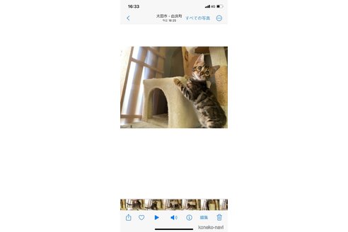 成約済の群馬県のベンガル-83284の7枚目
