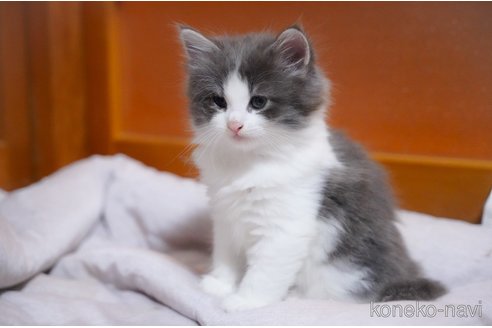 成約済の愛知県のノルウェージャンフォレストキャット-89128の3枚目