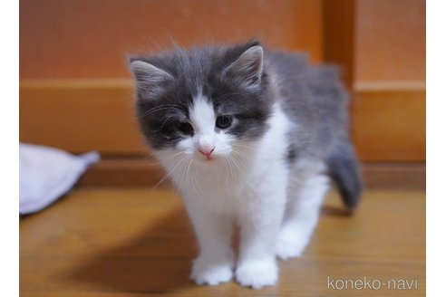 成約済の愛知県のノルウェージャンフォレストキャット-89128の7枚目