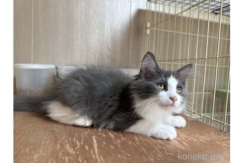 成約済の鹿児島県のラガマフィン-84464の2枚目