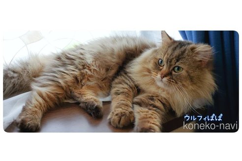 ウルフィーくん1枚目