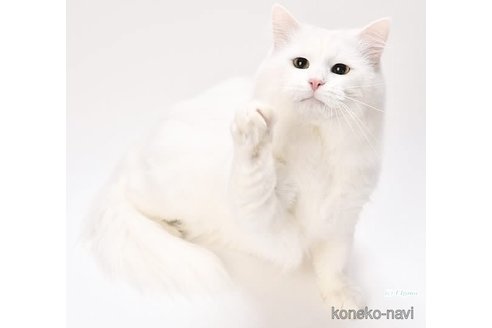 雪くん1枚目
