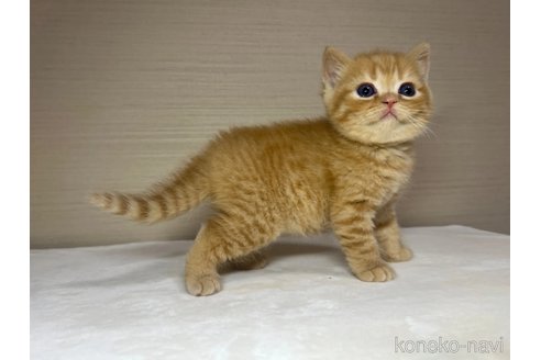 成約済の茨城県のスコティッシュフォールド-89164の1枚目