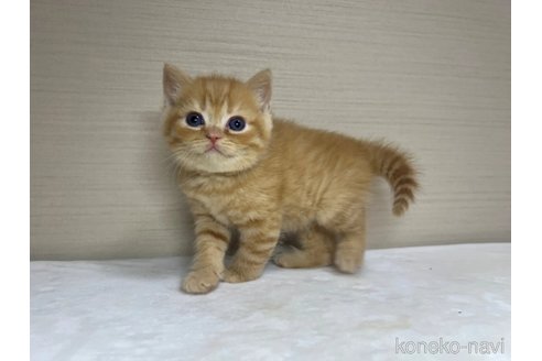 成約済の茨城県のスコティッシュフォールド-89164の4枚目