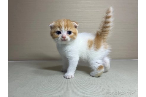 成約済の茨城県のスコティッシュフォールド(折れ耳)-89165の1枚目