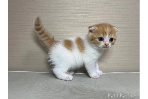 成約済の茨城県のスコティッシュフォールド(折れ耳)-89165の3枚目