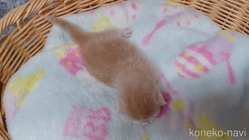 成約済の愛知県のラガマフィン-89169の7枚目
