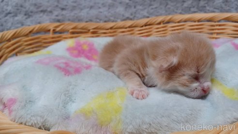 成約済の愛知県のラガマフィン-89169の8枚目
