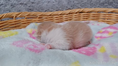 成約済の愛知県のラガマフィン-89170の7枚目