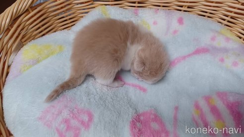 成約済の愛知県のラガマフィン-89170の8枚目
