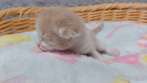 成約済の愛知県のラガマフィン-89170の6枚目