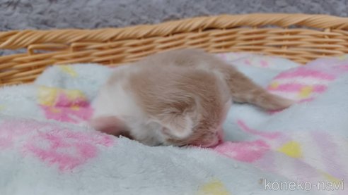 成約済の愛知県のラガマフィン-89171の8枚目